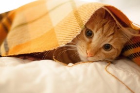 开云体育app-训练营教练团队国际化助力战术革新，训练营教练岗位职责