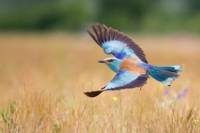 开云体育下载-王者荣耀主播破圈联动综艺展现多样魅力，2020年度王者荣耀主播