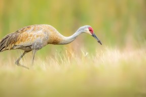 开云体育app注册-篮球联赛赛程公布，篮球联赛赛程公布最新