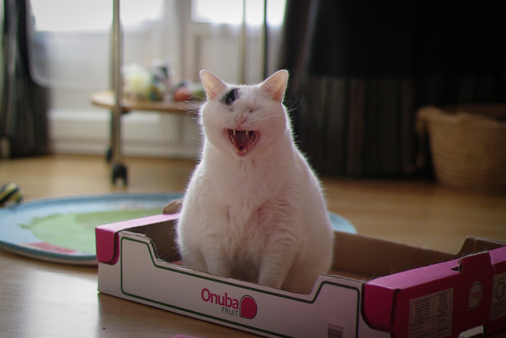 篮球运动员训练计划智能调整系统设计,篮球运动员系统训练方案