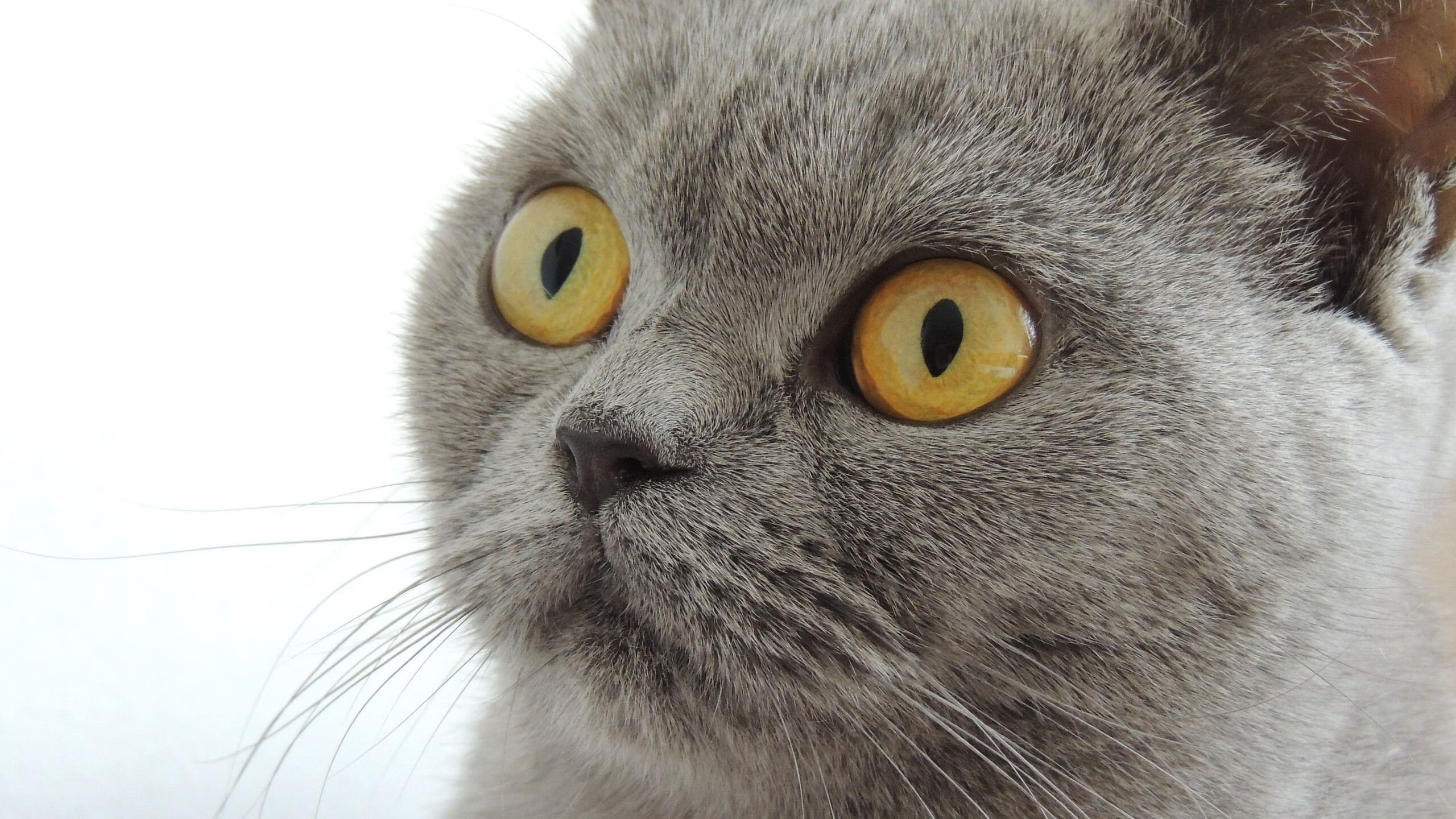 亚冠联赛中国青年队战平 球员心理素质提升,2021亚冠 青年队