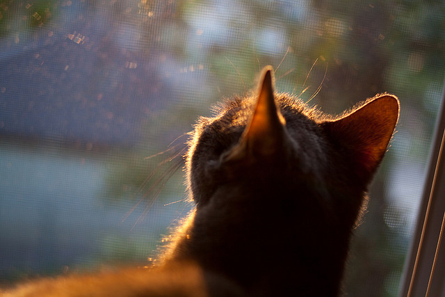 体育数据平台上线 助力运动员精准分析,体育数据采集