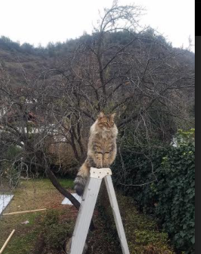 体育新闻中心协办全国体育新媒体创新发展峰会,全国体育新闻传播学术研讨会