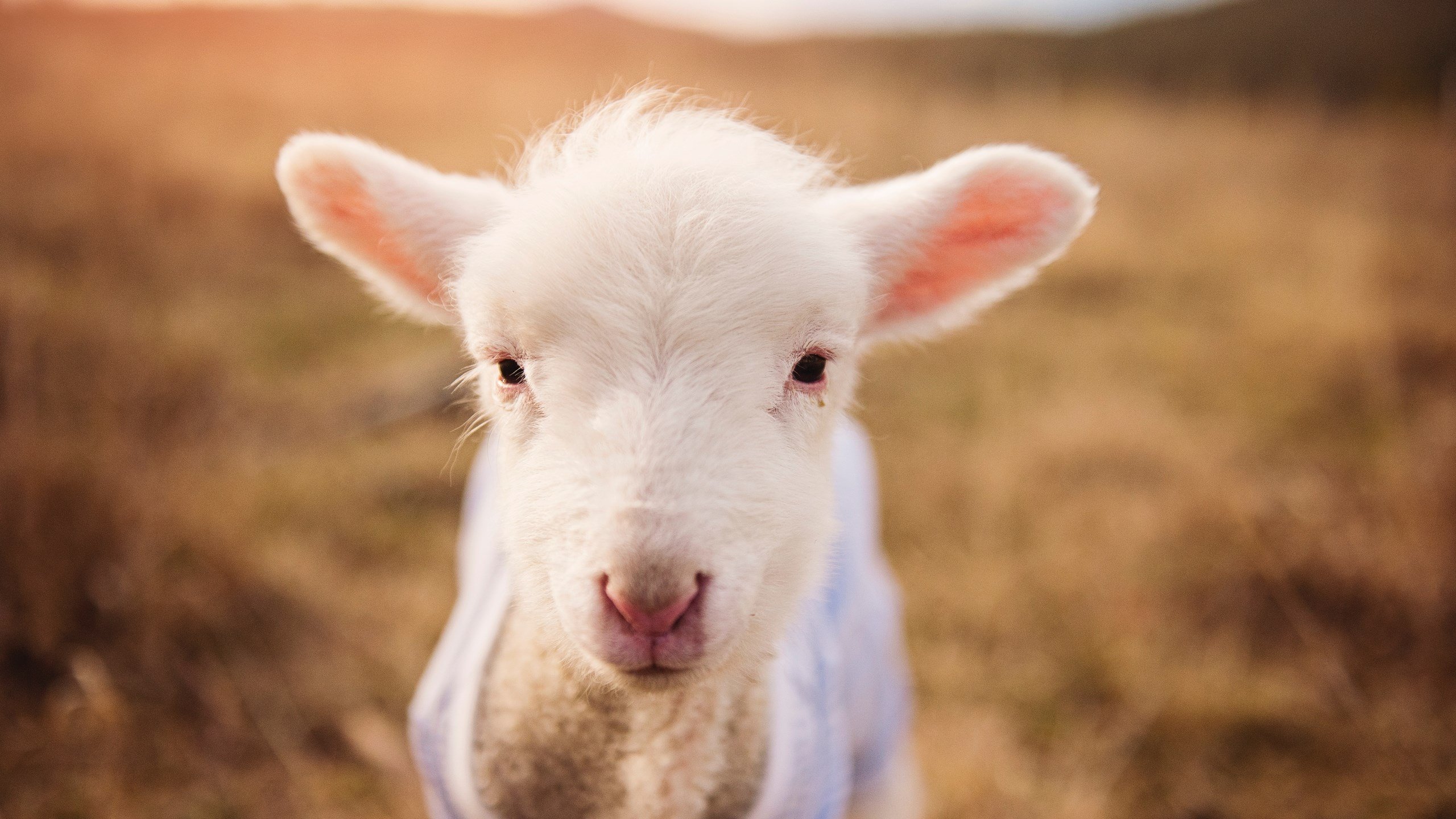 博卡防守重心偏低,反击效率不足,博卡的主场在哪