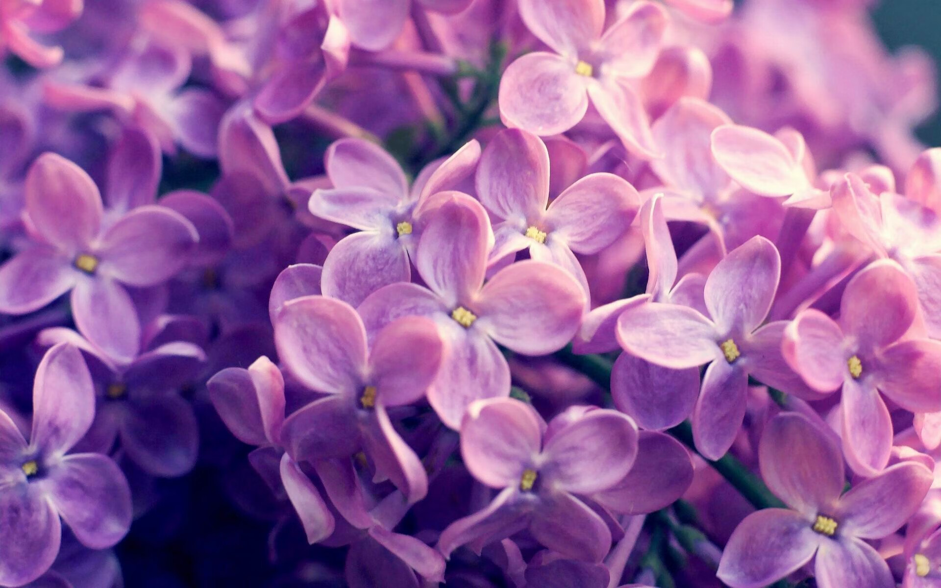 波兰队黑马崛起,进入国际乒乓四强,波兰乒乓球超级联赛