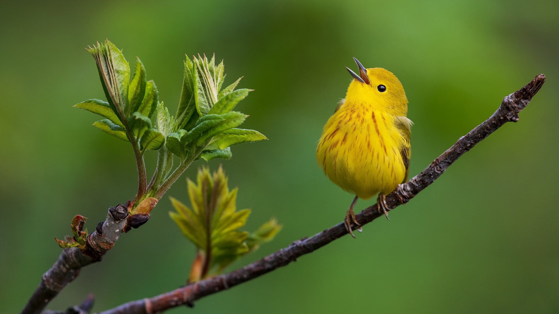 球队社交账号粉丝激增线上互动成亮点,足球粉丝群
