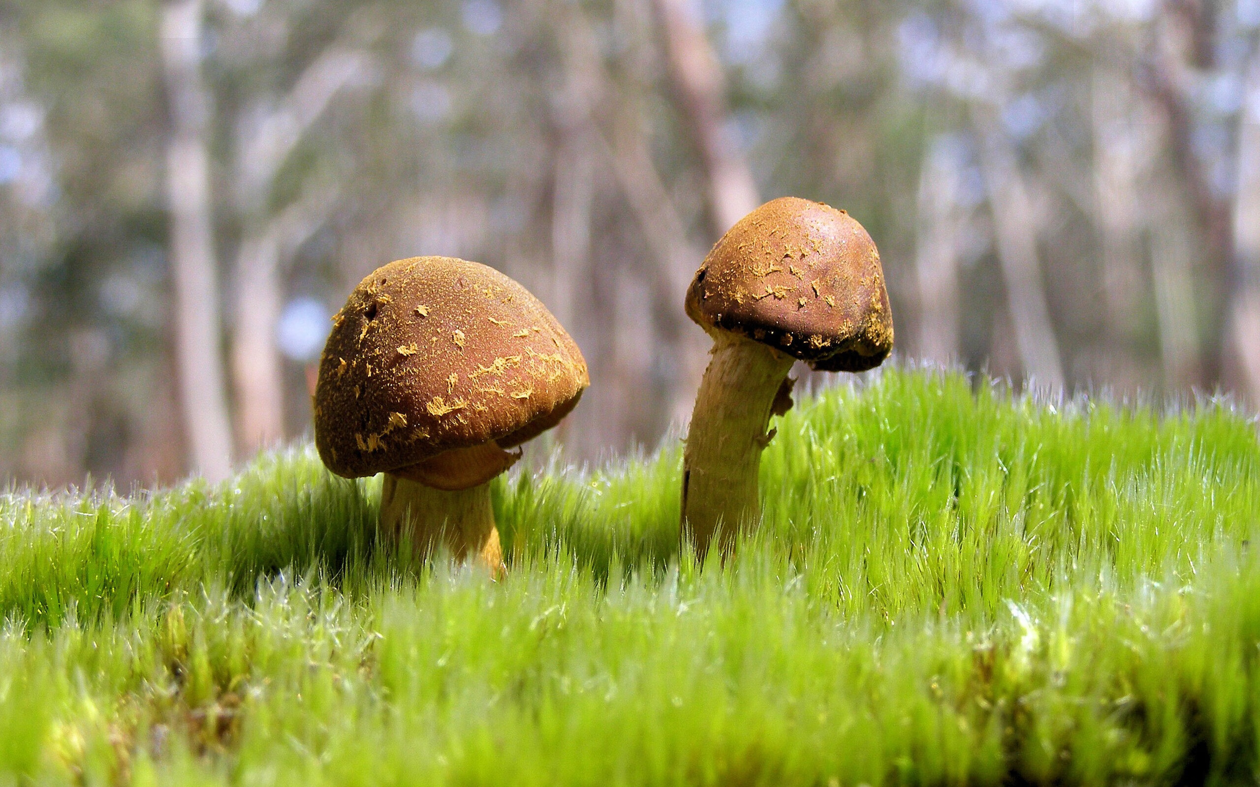 联赛中期比赛节奏控制是否助力比赛连胜期延续,赛事中断是什么原因