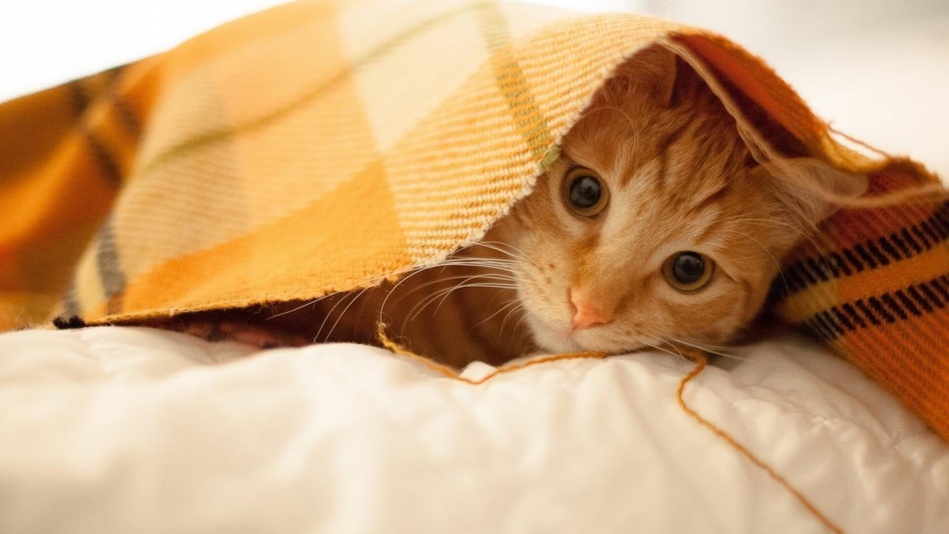 训练营教练团队国际化助力战术革新,训练营教练岗位职责