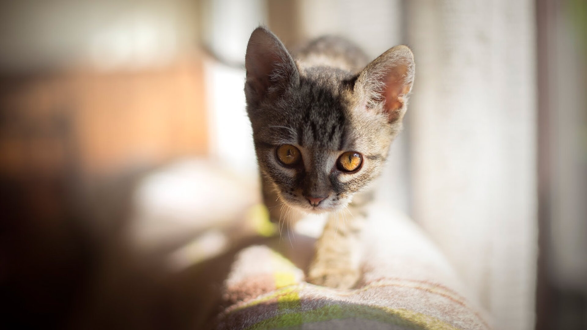 青少年跳绳挑战赛注重团队协作,中国青少年跳绳最厉害比赛视频