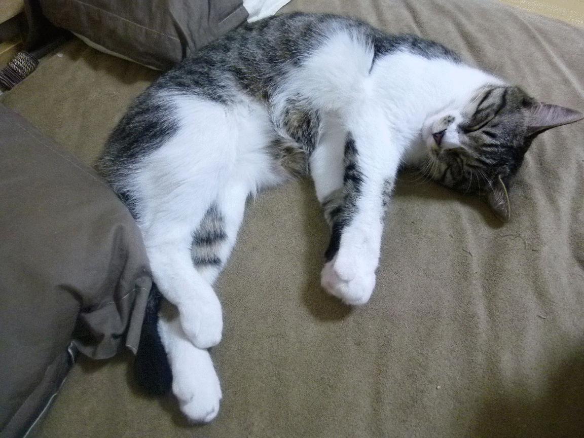 中国篮球智库成立整合高校与行业资源推动专业研究,中国篮球发展研究会