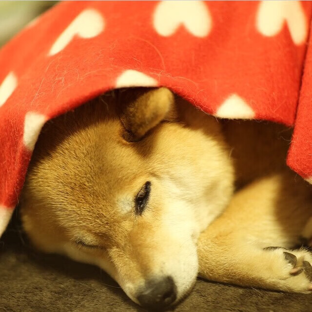 乌拉圭女篮在南美锦标赛中夺冠,篮球运动迈入新纪元,2020乌拉圭篮球联赛积分榜