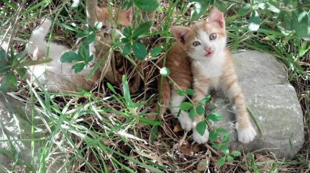 仰泳冲刺摩纳哥排名稳步提升,仰泳 720p