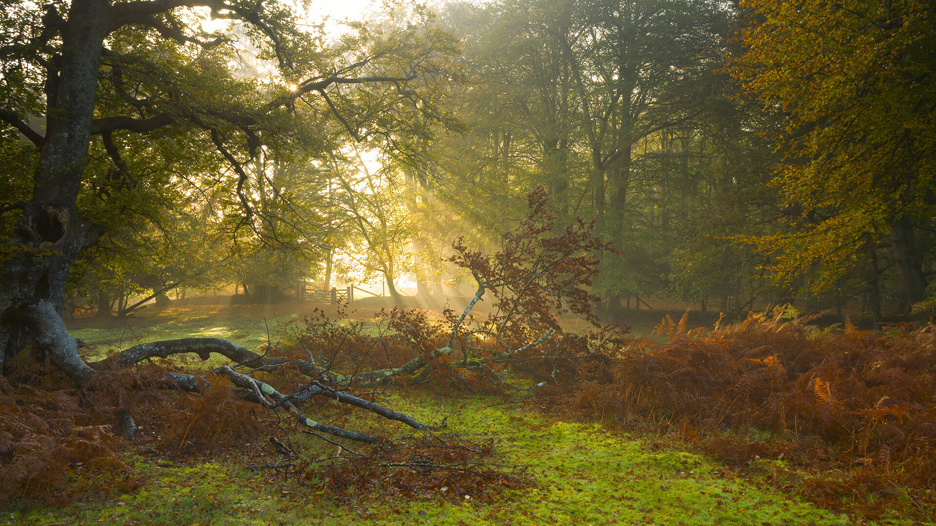 南非女子水球进攻多点开花,南非女子游泳运动员
