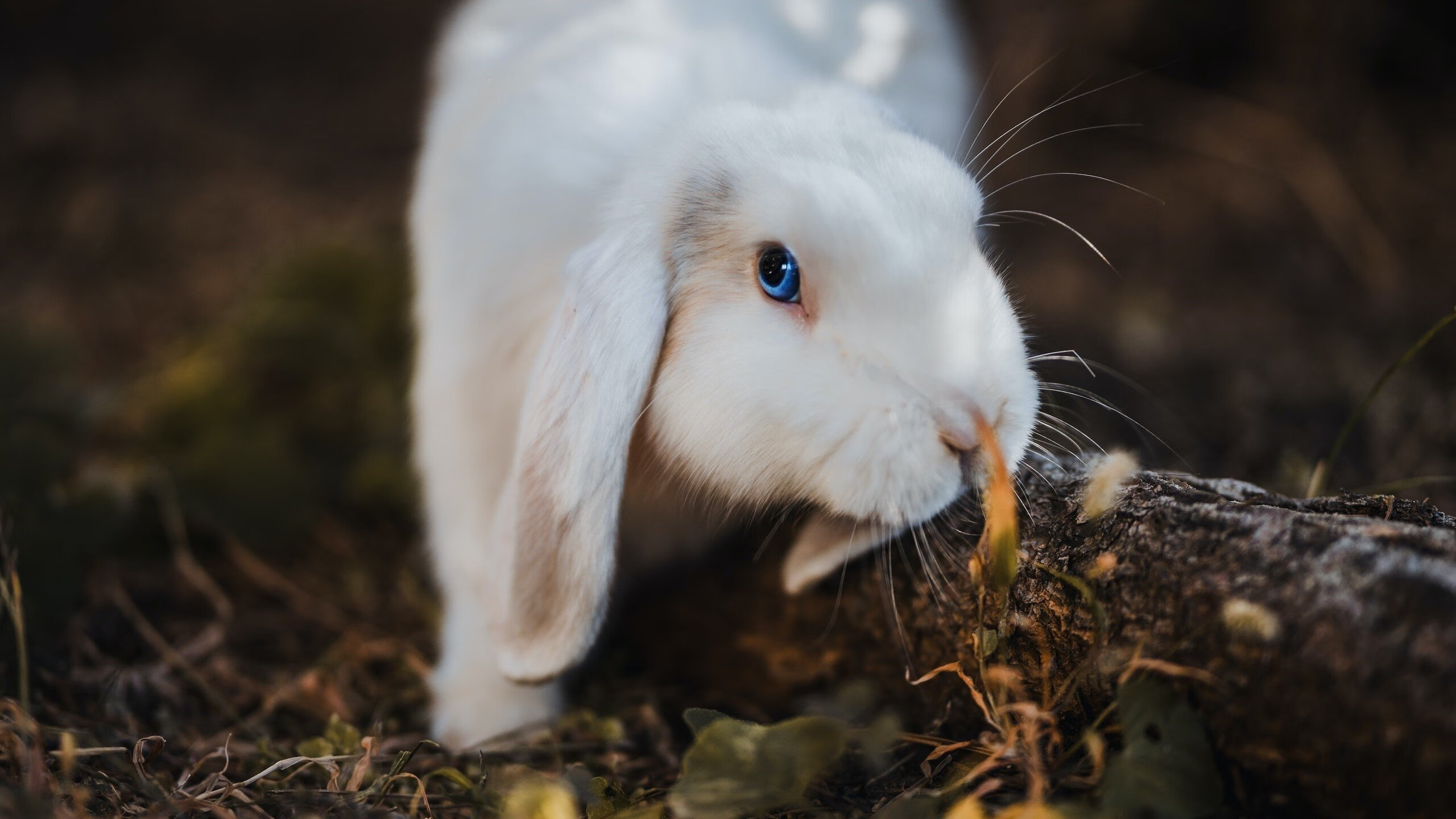 奥卡拉汉赛后谈训练细节与经验,奥卡拉汉 回忆
