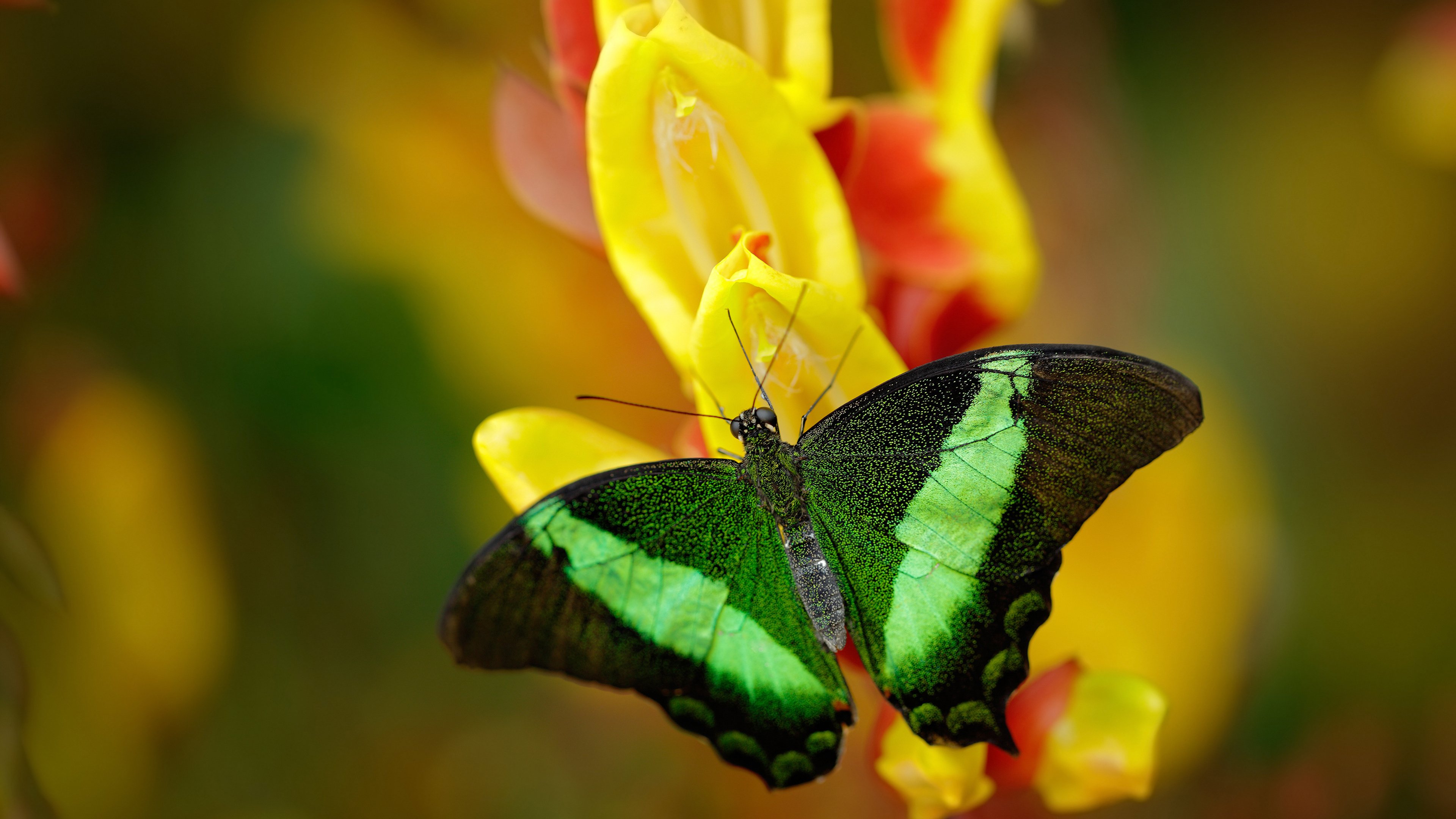 巴西青训体系持续投入,未来足球天才持续涌现