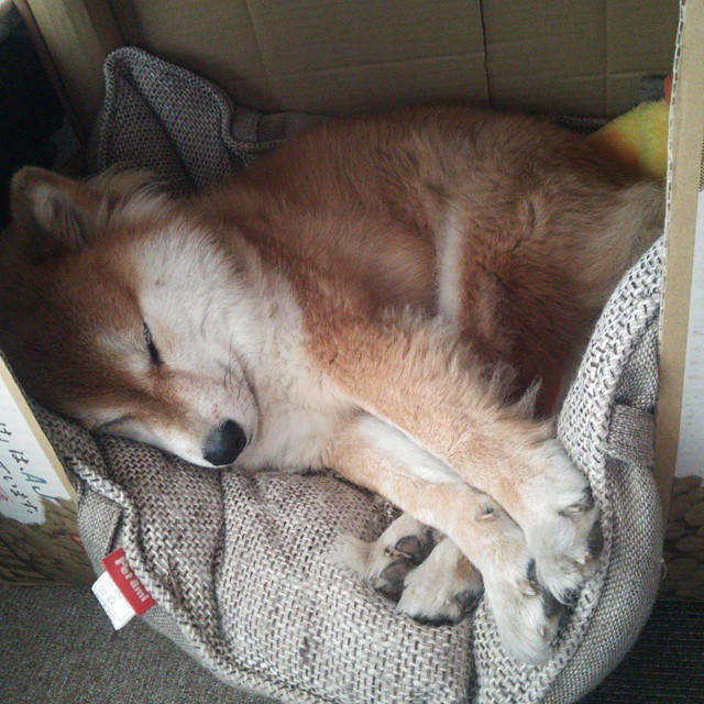 希腊女篮在欧洲锦标赛中再登高峰,传统劲旅继续辉煌,希腊u20女篮