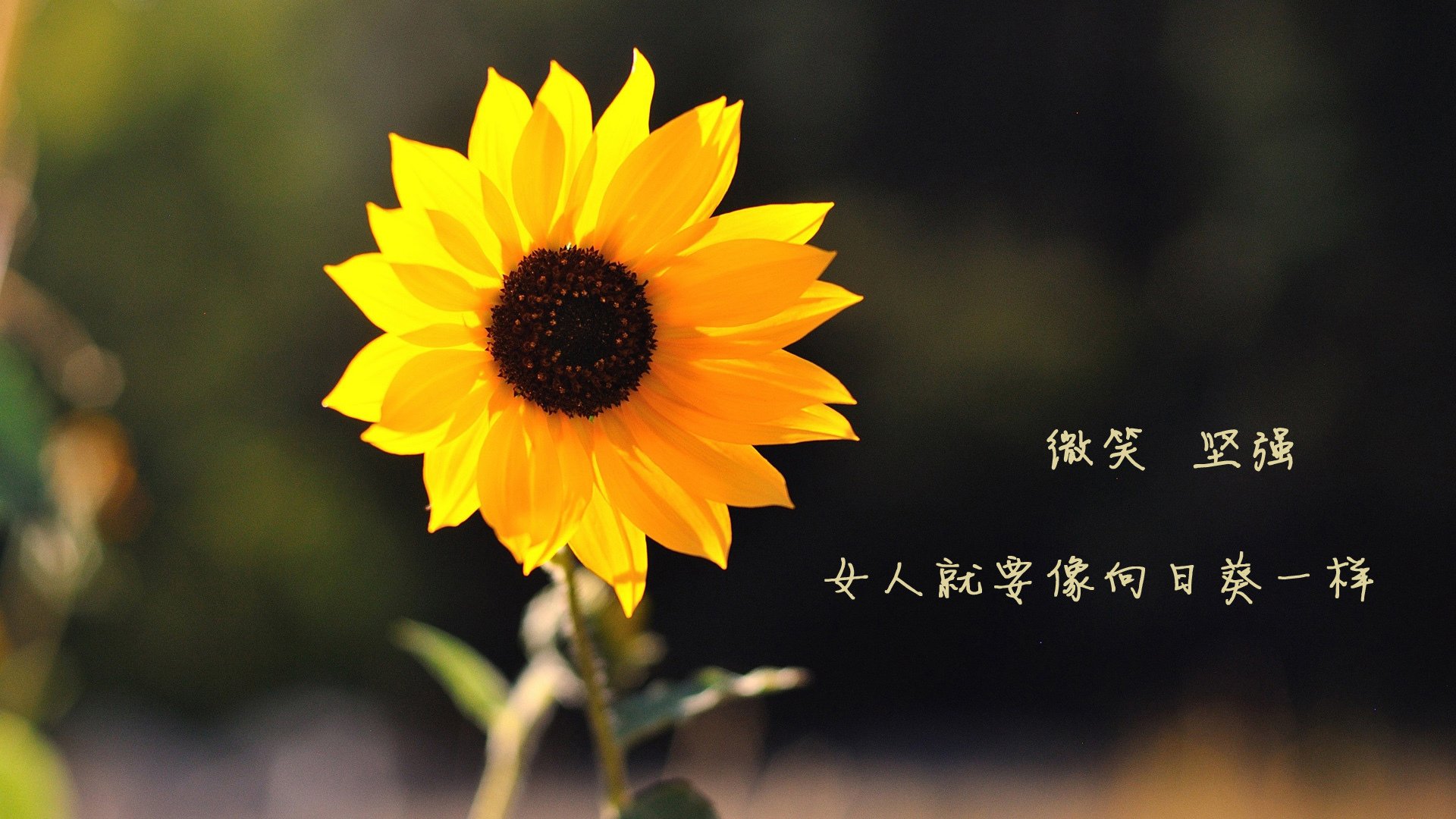 曼联在主场大胜,提升争冠信心