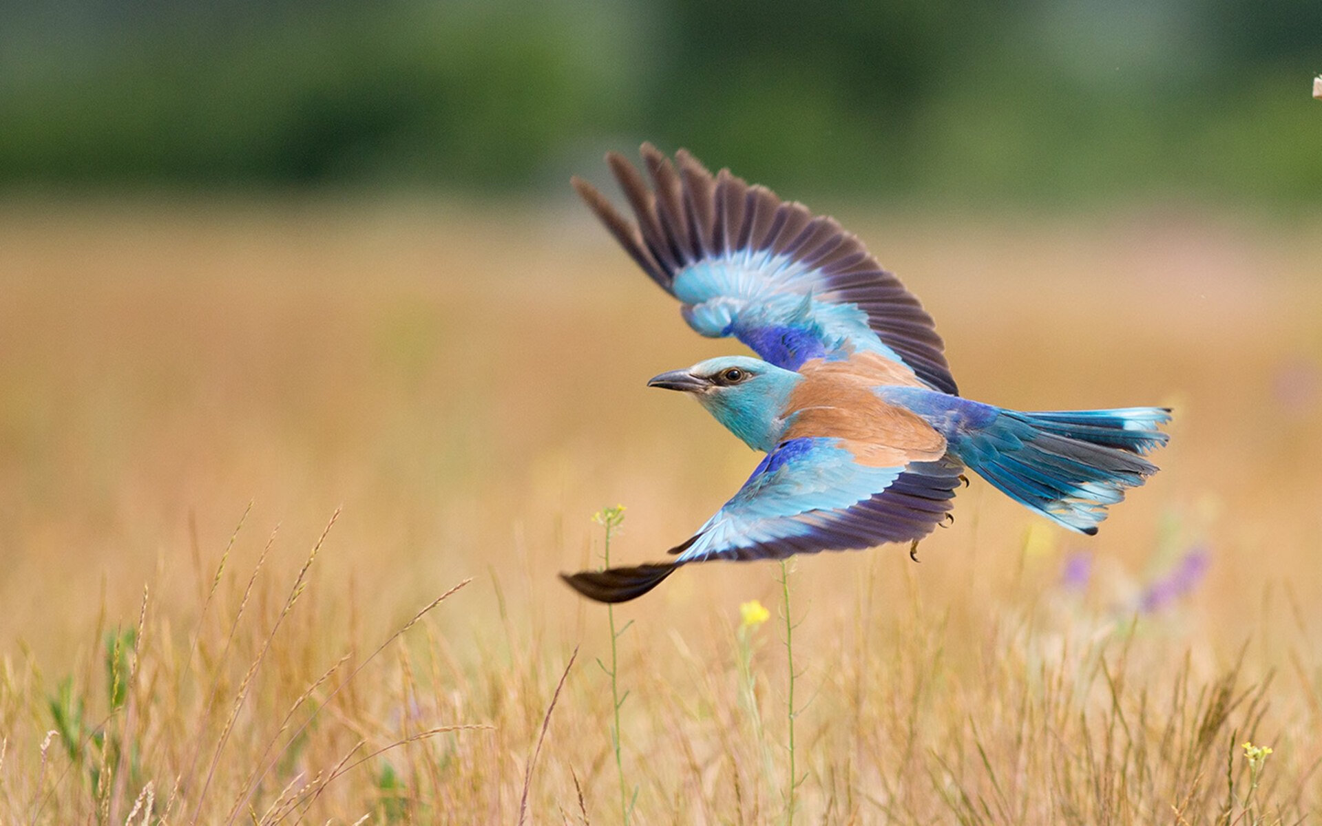 格鲁吉亚男篮在欧洲预赛中奋勇争先,期待突破,格鲁吉亚男篮国家队