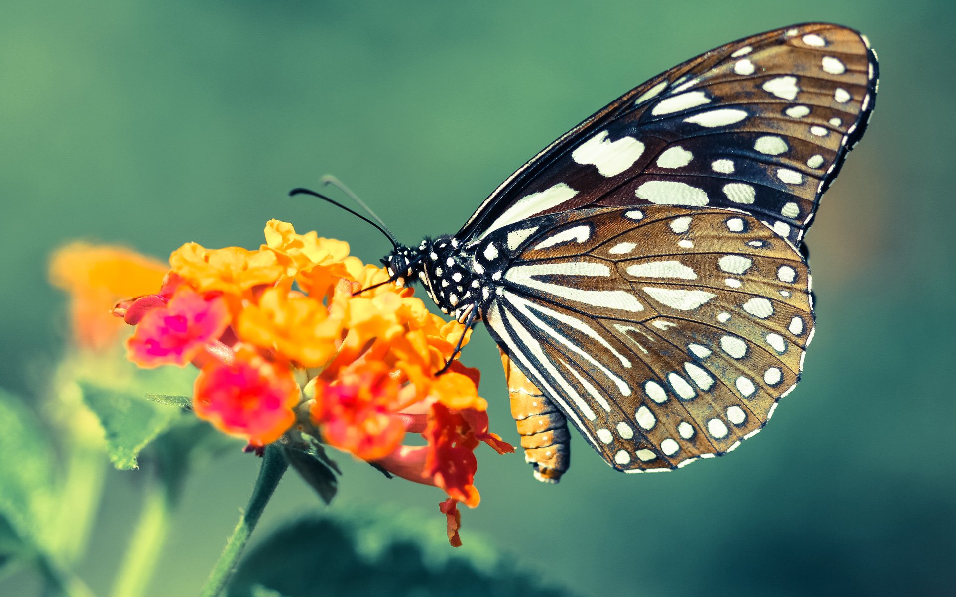 中国足球是否可以引入欧洲俱乐部青训评星体系，中国有足球青训营吗